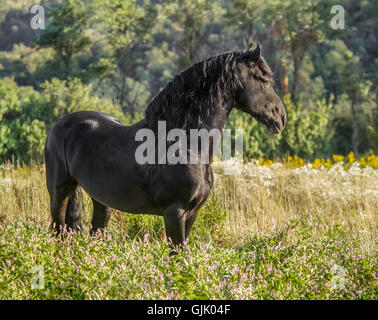 Cheval frison étalon debout dans le champ d'herbes hautes Banque D'Images