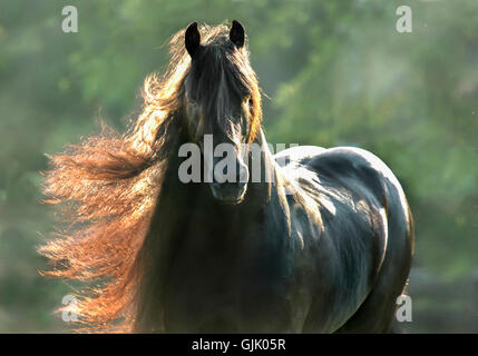 12 ans cheval frison étalon avec l'afficheur mane flying Banque D'Images
