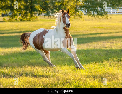Paint horse stallion en pâturage avec lumière d'après-midi d'or Banque D'Images