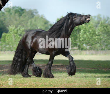 Gypsy Vanner Horse stallion renifle l'air [flehmen] Banque D'Images