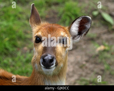 Face portrait antelope Banque D'Images