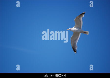 vol de mouette Banque D'Images