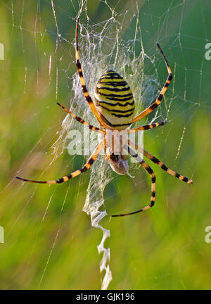 Argiope bruennichi (avec les proies dans son réseau) Banque D'Images