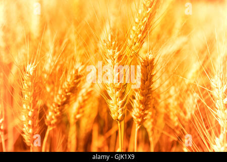 Domaine Grain golden Banque D'Images