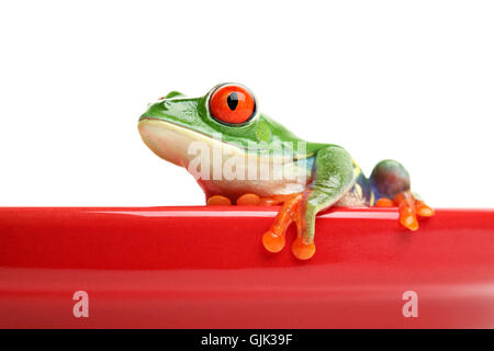 Amphibiens animaux isolés Banque D'Images