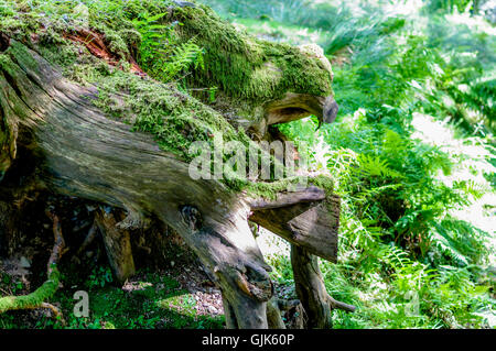 Un arbre sous la forme d'animaux Banque D'Images