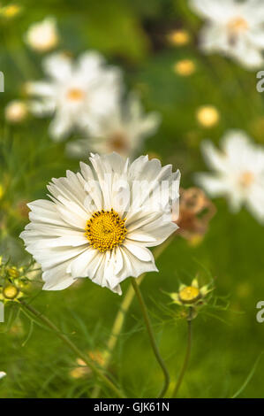 Fleur blanche avec centre jaune Banque D'Images