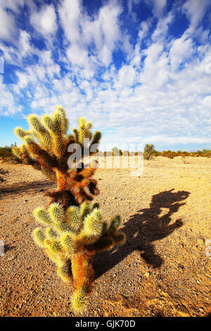 Cholla Cactus Ombre Banque D'Images