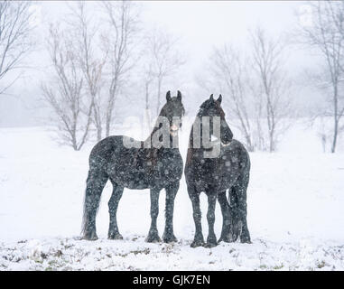 Face comique sur noir cheval frison mares en pleine tempête Banque D'Images