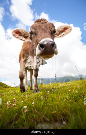 Les vaches looking at camera sur un pré dans les Alpes Banque D'Images