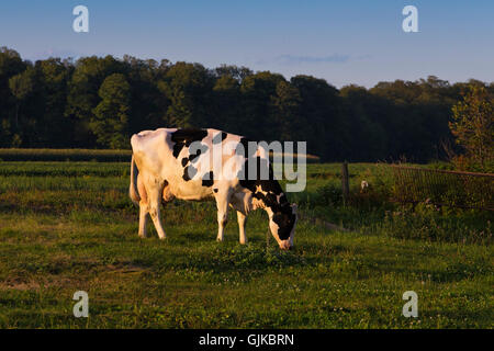 Frisons Holstein (souvent abrégé comme Frisons en Europe, et en Amérique du Nord une vache Holstein broutant dans le champ proche de la ferme. Banque D'Images