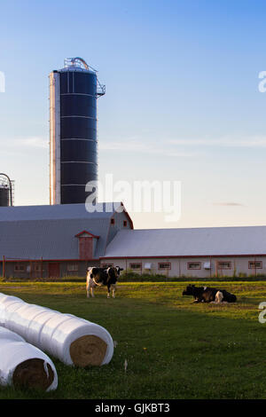 Frisons Holstein (souvent abrégé comme Frisons en Europe, et en Amérique du Nord une vache Holstein broutant dans le champ proche de la ferme. Banque D'Images