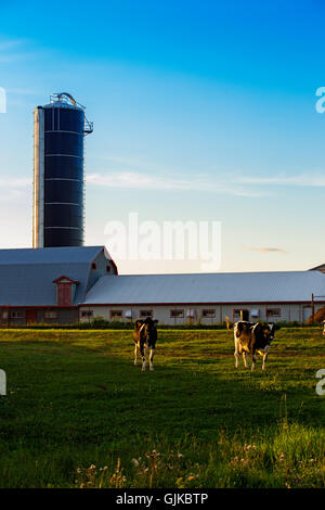 Frisons Holstein (souvent abrégé comme Frisons en Europe, et en Amérique du Nord une vache Holstein broutant dans le champ proche de la ferme. Banque D'Images