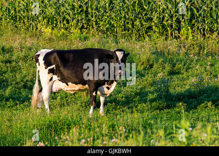 Frisons Holstein (souvent abrégé comme Frisons en Europe, et en Amérique du Nord une vache Holstein broutant dans le champ proche de la ferme. Banque D'Images