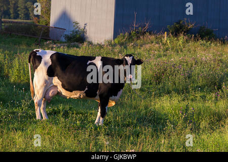 Frisons Holstein (souvent abrégé comme Frisons en Europe, et en Amérique du Nord une vache Holstein broutant dans le champ proche de la ferme. Banque D'Images