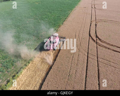 Le nettoyage du blé l'ensileuse. Ripe wheat harvester tondu et la paille traitée facilement derrière lui. Banque D'Images