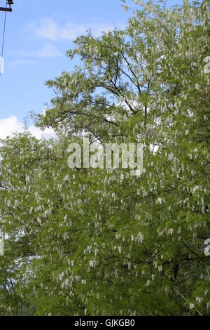 Acacia fleurs raisins blancs. Fleurs blanches d'acacia épineux, pollinisées par les abeilles. Banque D'Images