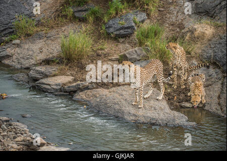 Trois frères Guépard par l'eau Banque D'Images