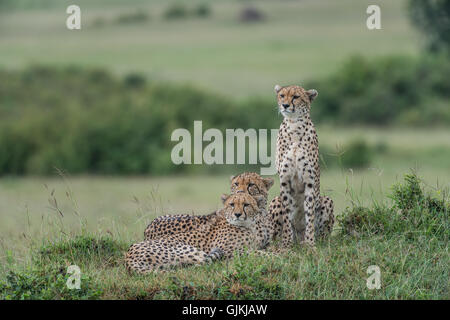 Mère guépard et deux oursons Banque D'Images