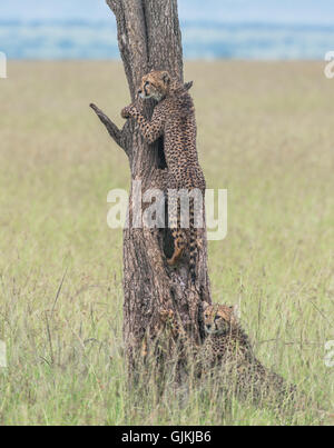 Cheetah cubs escalade un arbre Banque D'Images