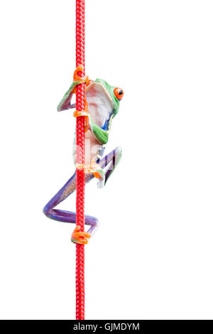 Vert animal isolé Banque D'Images