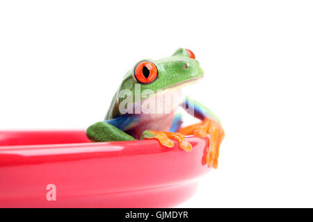 Amphibiens animaux isolés Banque D'Images