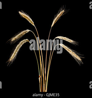 seigle d’oreilles oreille Banque D'Images