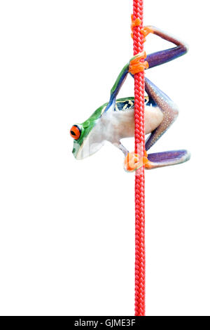 Amphibiens animaux isolés Banque D'Images