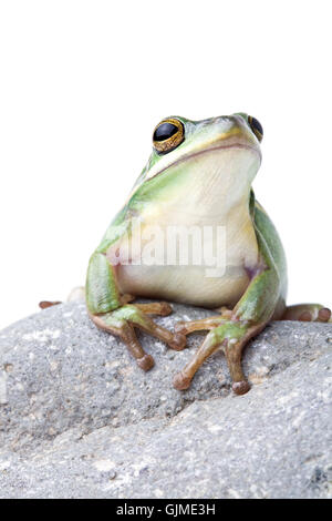 Amphibiens animaux isolés Banque D'Images