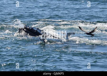 Les baleines à bosse, bouche ouverte, se nourrissant de la côte du Massachusetts Banque D'Images