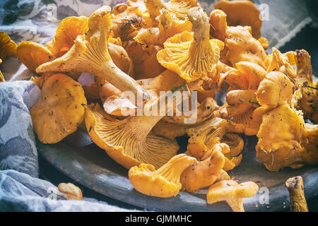 Chanterelles fraîchement cueillis dans la plaque d'argile rustique Banque D'Images