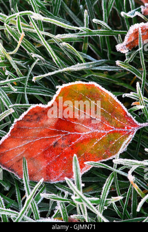 froid gel de feuille Banque D'Images