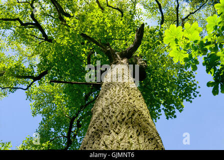 Environnement Environnement tree Banque D'Images