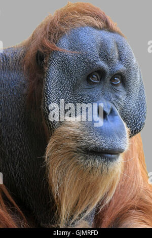 Singe animal yeux Banque D'Images