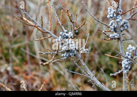 Bayberry fruit (Myrica pensylvanica) sur les branches sans feuilles en hiver, Mount Desert Island, dans le Maine. Banque D'Images