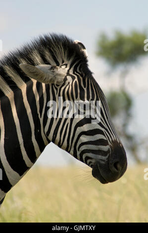 Portrait de l'Afrique zebra Banque D'Images
