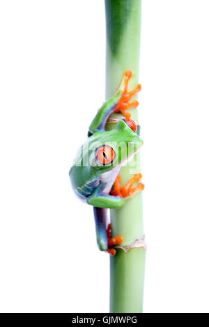 Grenouille amphibiens isolés Banque D'Images