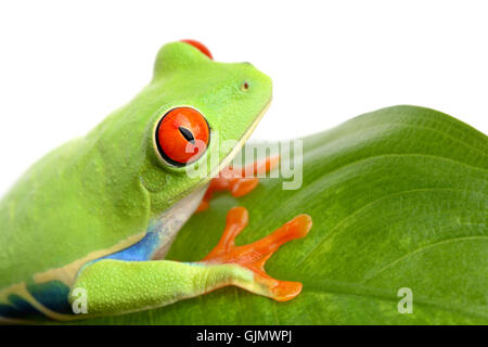 Grenouille amphibiens isolés Banque D'Images