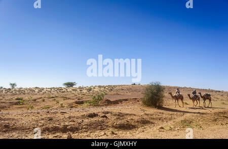 Trois chameaux domestiqués, Camelus dromedarius, et deux coureurs équitation dans Desert National Park, dans la région de désert de Thar, copy space Banque D'Images