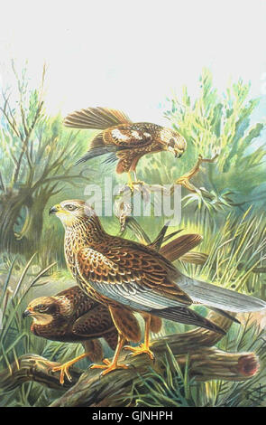Le Rohrweihe, ou marais de l'Ouest (Circus aeruginosus), est un oiseau de proie originaire d'Europe et de certaines régions d'Asie. Cette espèce est connue pour son style de vol distinct et sa préférence pour les environnements marécageux où elle chasse les petits animaux et les oiseaux. Banque D'Images