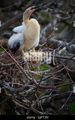 Un bébé curieux anhinga chick est courageusement prête au bord de son nid dans la douce lumière de l'Est du matin. Banque D'Images