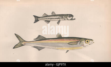 L'ÉPERLAN de sable de la Méditerranée. Atherina Hepsetus, Siouclet, GUID. Table, imprimer 1862 Banque D'Images