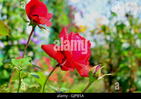 Fleurs rose écarlate une plante de jardin,un jardin, contre, bleu, de rosée, de la flore, fleurs, roses, rouge, écarlate, le ciel, avec des gouttelettes Banque D'Images