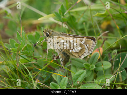 Silver-spotted skipper (Hesperia comma) papillon la ponte, UK Banque D'Images