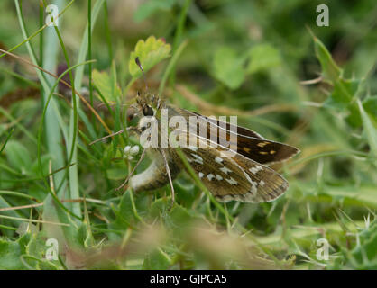 Silver-spotted skipper (Hesperia comma) papillon la ponte, UK Banque D'Images