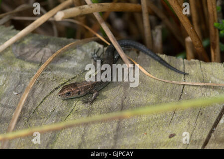 Lézard vivipare ou commun juvénile (Zootoca vivipara) sur promenade à Thursley commun dans Surrey, Angleterre Banque D'Images