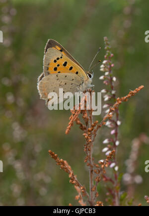 Petit papillon Lycaena phlaeas (cuivre) reposant sur la bruyère à Surrey, Angleterre Banque D'Images