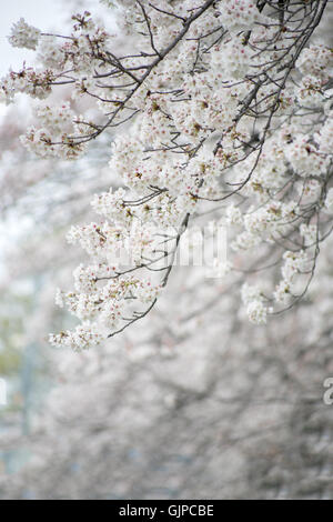 Close up fleur de cerisier (Sakura), Japon. Banque D'Images