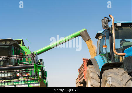 La récolte de maïs sur les terres agricoles à l'automne Banque D'Images