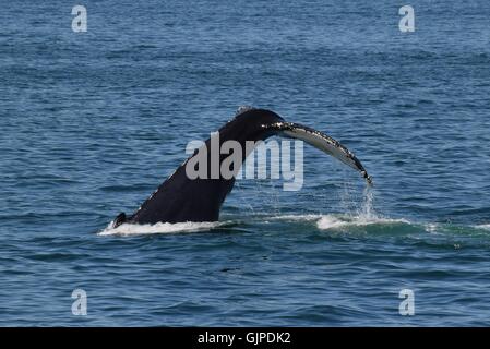 Les baleines à bosse au large de la côte du Massachusetts, bouche ouverte l'alimentation, plongée, violer Banque D'Images